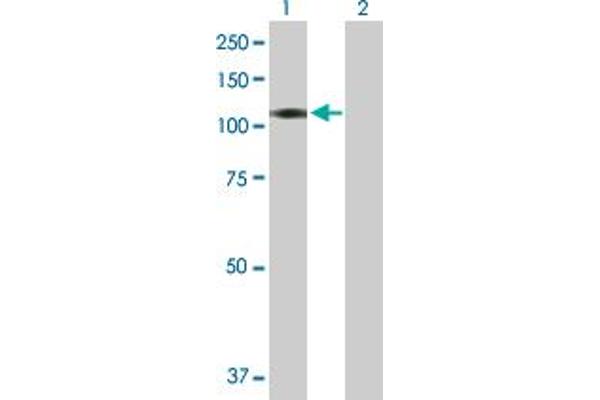 BEND2 antibody  (AA 1-799)