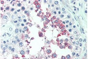 Anti-ERMP1 antibody  ABIN1101381 IHC staining of human testis. (ERMP1 antibody  (Internal Region))