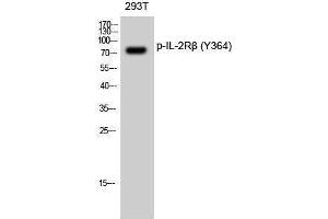Western Blotting (WB) image for anti-Interleukin 2 Receptor, beta (IL2RB) (pTyr364) antibody (ABIN3182267) (IL2 Receptor beta antibody  (pTyr364))