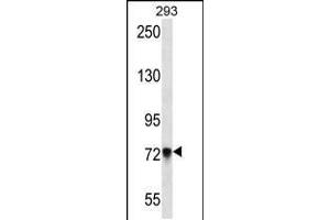 Western blot analysis in 293 cell line lysates (35ug/lane). (PCDHb5 antibody  (AA 278-307))