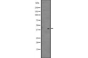 Western blot analysis of NDFIP2 expression in 721_B cell lysate ,The lane on the left is treated with the antigen-specific peptide. (NDFIP2 antibody  (Internal Region))