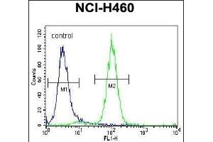 ACHE Antibody (N-term) (ABIN392325 and ABIN2841973) flow cytometric analysis of NCI- cells (right histogram) compared to a negative control cell (left histogram).