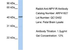 Western Blotting (WB) image for anti-Neuropeptide Y Receptor Y1 (NPY1R) (Middle Region) antibody (ABIN502177) (NPY1R antibody  (Middle Region))