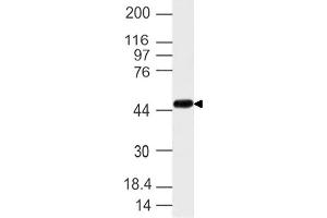 Image no. 1 for anti-Nuclear Receptor Subfamily 2, Group F, Member 6 (NR2F6) (AA 210-400) antibody (ABIN5027402) (NR2F6 antibody  (AA 210-400))
