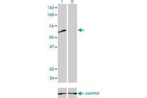 Western blot analysis of PPP3CB over-expressed 293 cell line, cotransfected with PPP3CB Validated Chimera RNAi (Lane 2) or non-transfected control (Lane 1). (PPP3CB antibody  (AA 435-524))