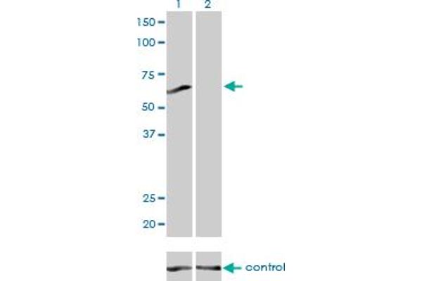 PPP3CB antibody  (AA 435-524)