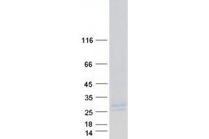 Validation with Western Blot (EMP3 Protein (Myc-DYKDDDDK Tag))