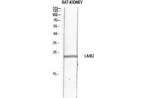 Western Blot (WB) analysis of Rat Kidney lysis using LAIR2 antibody.