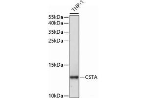 Western blot analysis of extracts of THP-1 cells using CSTA Polyclonal Antibody at dilution of 1:1000. (CSTA antibody)