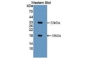 Western Blotting (WB) image for anti-Coiled-Coil Domain Containing 80 (CCD80) (AA 635-906) antibody (ABIN1858277) (CCDC80 antibody  (AA 635-906))