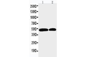 Anti-NOXA1 antibody, Western blotting Lane 1: U87 Cell Lysate Lane 2: HELA Cell Lysate