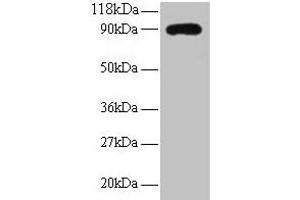 Western blot All lanes: RPL38 antibody at 2 μg/mL + EC109 whole cell lysate Secondary Goat polyclonal to rabbit IgG at 1/15000 dilution Predicted band size: 90 kDa Observed band size: 90 kDa (RPL38 antibody  (AA 1-70))