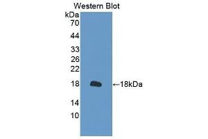 Western Blotting (WB) image for anti-Peroxiredoxin 2 (PRDX2) (AA 6-164) antibody (ABIN1860303)