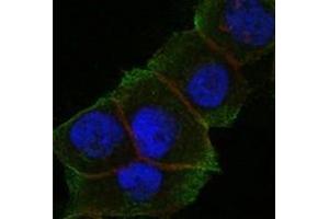 Immunofluorescence (IF) image for anti-Death-Domain Associated Protein (DAXX) antibody (ABIN1106953) (DAXX antibody)