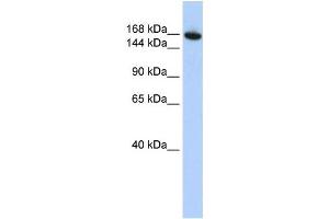 Western Blotting (WB) image for anti-WD Repeat Domain 66 (WDR66) antibody (ABIN2459567)