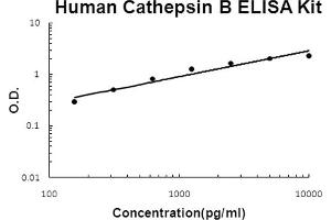 Human Cathepsin B Accusignal ELISA Kit Human Cathepsin B AccuSignal ELISA Kit standard curve. (Cathepsin B ELISA Kit)