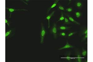 Immunofluorescence of purified MaxPab antibody to TUBG1 on HeLa cell. (TUBG1 antibody  (AA 1-451))