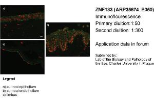 Image no. 2 for anti-Zinc Finger Protein 133 (ZNF133) (N-Term) antibody (ABIN2776396) (ZNF133 antibody  (N-Term))