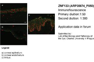 Image no. 2 for anti-Zinc Finger Protein 133 (ZNF133) (N-Term) antibody (ABIN2776396)