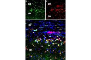 Expression of mGluR2 in rat brain - Immunohistochemical staining of perfusion-fixed brain frozen sections using Anti-mGluR2 (extracellular) Antibody (ABIN7043247, ABIN7044340 and ABIN7044341). (GRM2 antibody  (Extracellular, N-Term))