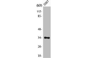 Western Blot analysis of COS7 cells using Phospho-Cdk1/2/3 (T14) Polyclonal Antibody (CDK1 antibody  (pThr14))