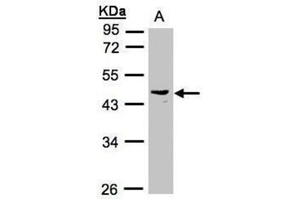 PSG6 antibody