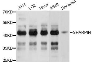 Western blot analysis of extracts of various cell lines, using SHARPIN Antibody (ABIN4905153) at 1:3000 dilution. (SHARPIN antibody)