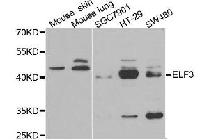 Western blot analysis of extracts of various cell lines, using ELF3 antibody. (ELF3 antibody)