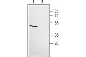 Western blot analysis of human HeLa cervix adenocarcinoma cell line lysate:1. (Angiotensin (1-7) Mas Receptor Peptide)
