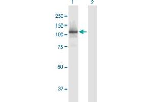 Western Blot analysis of RBL1 expression in transfected 293T cell line by RBL1 MaxPab polyclonal antibody. (p107 antibody  (AA 1-1014))