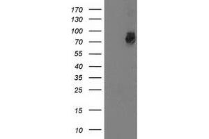 HEK293T cells were transfected with the pCMV6-ENTRY control (Left lane) or pCMV6-ENTRY GSPT2 (Right lane) cDNA for 48 hrs and lysed. (GSPT2 antibody)