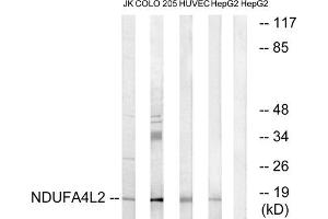 Western blot analysis of extracts from Jurkat cells, COLO cells, HUVEC cells and HepG2 cells, using NDUFA4L2 antibody. (NDUFA4L2 antibody  (C-Term))