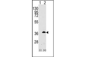Western blot: Apolipoprotein E antibody staining of 293 cell lysates (2 µg/lane) either nontransfected (Lane 1) or transiently transfected with the APOE gene (Lane 2).