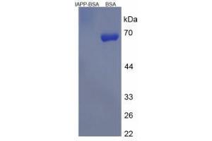 Image no. 3 for Islet Amyloid Polypeptide (IAPP) peptide (BSA) (ABIN5665980) (Islet Amyloid Polypeptide (IAPP) peptide (BSA))