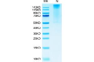 HLAG Protein (Tetramer) (Biotin,HLA-G)