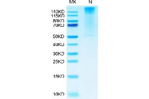 Biotinylated Human HLA-G Complex Tetramer on Tris-Bis PAGE under Non reducing (N) condition. (HLAG Protein (Tetramer) (Biotin,HLA-G))