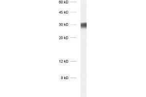dilution: 1 : 1000, sample: protein G fraction of human serum (Rabbit anti-Human IgG lambda (Light Chain) Antibody)