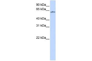 WB Suggested Anti-NPAS1 Antibody Titration:  0. (NPAS1 antibody  (Middle Region))