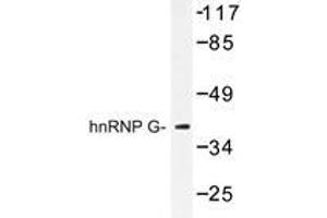 Western blot analysis of hnRNP G antibody in extracts from HeLa cells.
