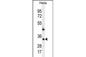 MED7 Antibody (Center) (ABIN655901 and ABIN2845301) western blot analysis in Hela cell line lysates (35 μg/lane).