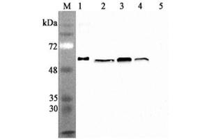 Western blot analysis using anti-Calreticulin (human), mAb (CR213-2AG)  at 1:2'000 dilution. (Calreticulin antibody)