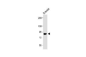 Anti-WDR48_HUN at 1:1000 dilution + Rat testis lysate Lysates/proteins at 20 μg per lane. (WDR48 antibody  (C-Term))