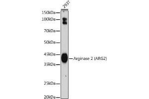 Western blot analysis of extracts of 293T cells, using Arginase 2 (Arginase 2 ) antibody (ABIN7265661) at 1:1000 dilution. (ARG2 antibody  (Arg2))