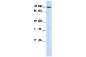 Image no. 1 for anti-Proprotein Convertase Subtilisin/kexin Type 5 (PCSK5) (AA 792-841) antibody (ABIN6743186)