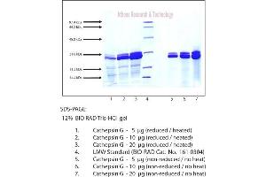 Gel Scan of Cathepsin G, Human Neutrophil  This information is representative of the product ART prepares, but is not lot specific.