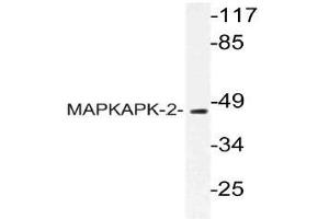 Western blot (WB) analysis of MAPKAPK-2 antibody in extracts from HUVEC cells. (MAPKAP Kinase 2 antibody)