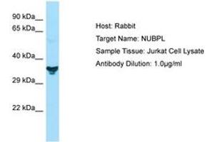Image no. 1 for anti-Nucleotide Binding Protein-Like (NUBPL) (N-Term) antibody (ABIN6749898)