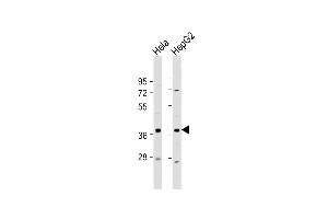 All lanes : Anti-C1GALT1C1 Antibody (N-Term) at 1:2000 dilution Lane 1: Hela whole cell lysate Lane 2: HepG2 whole cell lysate Lysates/proteins at 20 μg per lane. (C1GALT1C1 antibody  (AA 26-60))