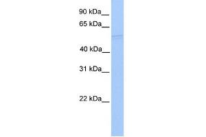 WB Suggested Anti-RUVBL1 Antibody Titration:  0. (RUVBL1 antibody  (N-Term))