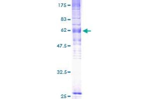 GPR183 Protein (AA 1-361) (GST tag)